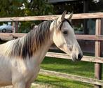 Opvallend mooie 1,5jr hengsten te koop., Dieren en Toebehoren, Pony's, Niet van toepassing, Springpony, 0 tot 2 jaar, Gechipt
