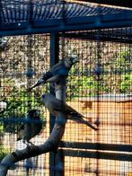 Jonge chinese appelvink man, Dieren en Toebehoren, Mannelijk, Tropenvogel, Geringd