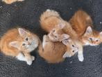 Siberische/mainecoon kittens (4 ), Meerdere dieren