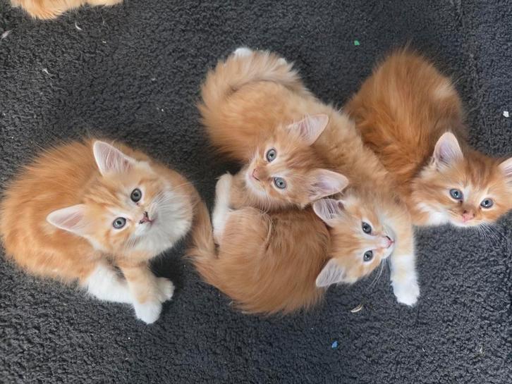 Siberische/mainecoon kittens (4 ), Dieren en Toebehoren, Katten en Kittens | Raskatten | Langhaar, Meerdere dieren