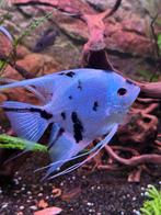 Maanvissen dwergklauwkikkertjes tetra molly algeneter bijtje, Vis, Zoetwatervis