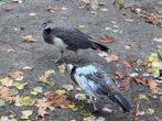 Te koop jonge pauwen blauw en blauw-bont, Dieren en Toebehoren, Pluimvee, Meerdere dieren, Overige soorten