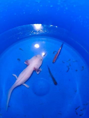 Jonge witte Axolotl - Ambystoma Mexicanum - salamander beschikbaar voor biedingen