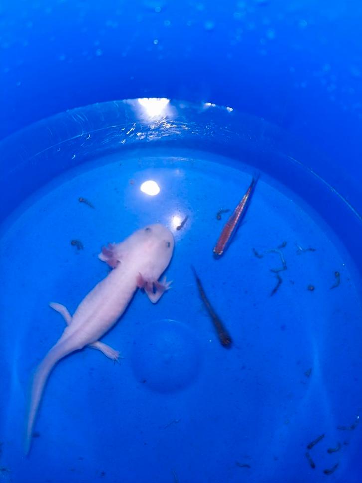 Jonge witte Axolotl - Ambystoma Mexicanum - salamander, Dieren en Toebehoren, Vissen | Aquariumvissen, Zoetwatervis, Overige typen