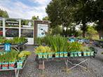 Vijverplanten specialist!, Ophalen, Nieuw