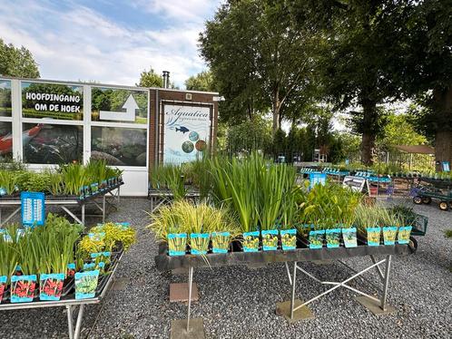 Vijverplanten specialist!, Tuin en Terras, Vijver-toebehoren, Nieuw, Ophalen