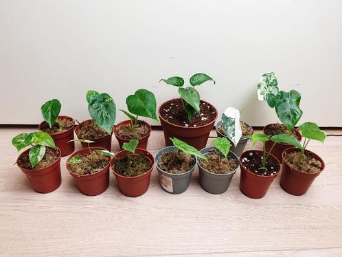 Baby alocasia kamerplantjes, mini plantjes, rare planten, Huis en Inrichting, Kamerplanten, Overige soorten, Minder dan 100 cm