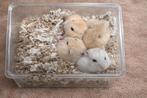 Dwerghamsters lief, handtam en kindvriendelijk, Dieren en Toebehoren, Knaagdieren, Hamster, November, Meerdere dieren, Tam