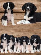 Lieve Friese Stabij x border collie pups mogen verhuizen, 8 tot 15 weken, CDV (hondenziekte), Meerdere, Nederland