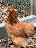 Cochin hen 2025, Dieren en Toebehoren, Pluimvee, Vrouwelijk, Kip