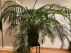 grote palm, Ophalen, 100 tot 150 cm, Palm, Halfschaduw