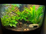 Juwel aquarium 190 Liter met inhoud, Dieren en Toebehoren, Vissen | Aquaria en Toebehoren, Ophalen, Gebruikt, Gevuld zoetwateraquarium