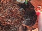 Jongen ball python met terrarium en toebehoren, Dieren en Toebehoren, Reptielen en Amfibieën, Slang, Met terrarium, 0 tot 2 jaar