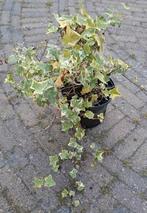 Bonte klimop (Hedera colchica 'Dentata Variegata), Tuin en Terras, Planten | Struiken en Hagen, Ophalen, Overige soorten, Minder dan 100 cm