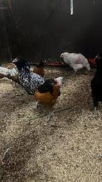 Jonge kippen, Dieren en Toebehoren, Pluimvee, Kip