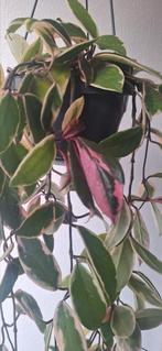 Hoya Flamingo Dream, Huis en Inrichting, Kamerplanten, Ophalen of Verzenden, Halfschaduw, Minder dan 100 cm