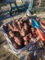 Biologische aardperen te koop, Ophalen of Verzenden