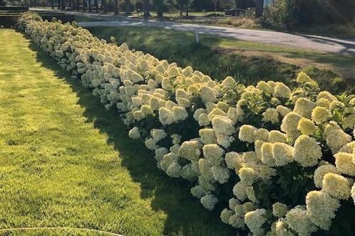 Struiken, fruitplanten en vijverplanten., Tuin en Terras, Planten | Tuinplanten, Vaste plant, Fruitplanten, Volle zon, Zomer, Ophalen