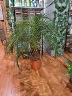 Phoenix Roebelinni (dwergdadelpalm), Huis en Inrichting, Kamerplanten, 100 tot 150 cm, Palm, Ophalen of Verzenden, Halfschaduw