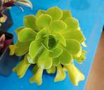 Aeonium arboreum, Huis en Inrichting, Kamerplanten, Ophalen of Verzenden, Overige soorten, Minder dan 100 cm