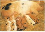 Dieren- -Zeug met biggen., Verzenden, 1980 tot heden, Gelopen, Overige thema's