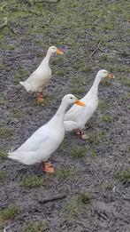 Witte eenden., Mannelijk, Eend