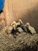 Loopeenden, Dieren en Toebehoren, Meerdere dieren, Eend