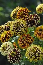 Zinnia Jazz  zaden mix, Ophalen of Verzenden, Voorjaar, Volle zon, Zaad