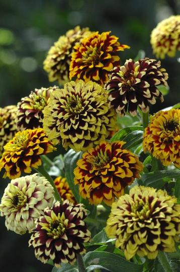 Zinnia Jazz  zaden mix beschikbaar voor biedingen