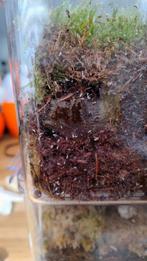 Springstaartjes, Dieren en Toebehoren, Insecten en Spinnen, Overige soorten