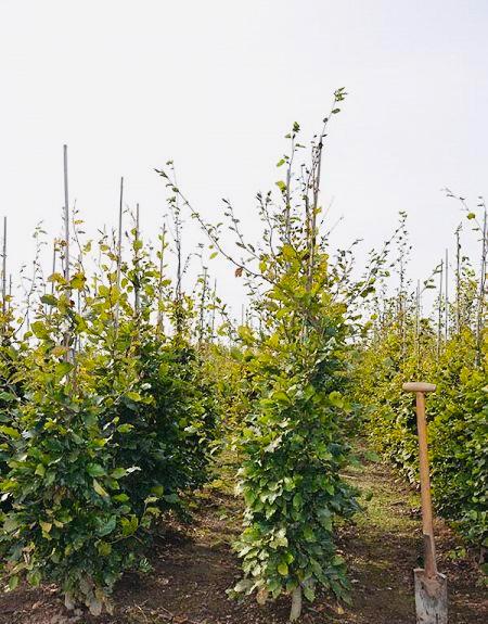 Beukenhaag “FAGUS”, Tuin en Terras, Planten | Bomen, Overige soorten, 100 tot 250 cm, Bloeit niet, Ophalen of Verzenden