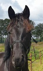 Prachtig dressuurpaard te koop, Dieren en Toebehoren, Paarden, Gechipt, Dressuurpaard, Hengst, 3 tot 6 jaar