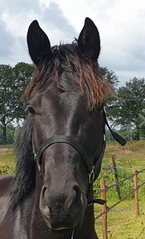 Prachtig dressuurpaard te koop, Dieren en Toebehoren, Paarden, Hengst, Onbeleerd, 160 tot 165 cm, 3 tot 6 jaar, Dressuurpaard