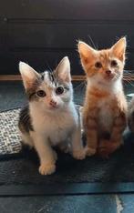 kitten kittens poesje katje kater katers, Dieren en Toebehoren, Katten en Kittens | Overige Katten, Meerdere dieren