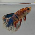 Betta splendens man 0M, Vis