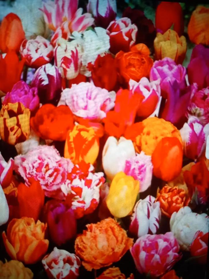 luxe tulpen mix (20 voor 8 euro), Tuin en Terras, Bloembollen en Zaden, Bloembol, Voorjaar, Volle zon, Ophalen of Verzenden