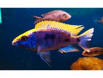 Otopharynx  beschikbaar voor biedingen