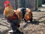 Cochin groothoen blauwgoudpatrijs broedeieren, Dieren en Toebehoren, Pluimvee, Meerdere dieren, Kip
