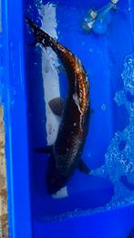 Metallic Ochiba, Dieren en Toebehoren, Vissen | Vijvervissen, Karper of Koi