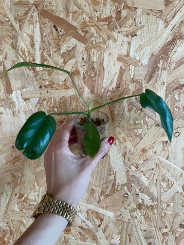 Philodendron Florida Green stekje beschikbaar voor biedingen