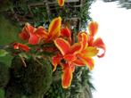Canna Lucifer, Vaste plant, Halfschaduw, Zomer, Ophalen