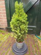 Picea Glauca Conica ( Dwerg Spar ), Minder dan 100 cm, Conifeer, Ophalen