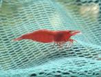 Rode Neocaridina Garnalen - Aquarium, Vissen, Huisdieren, Ophalen of Verzenden, Nieuw, Overige typen