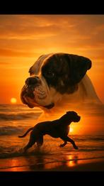 2 prachtige Amerikaanse Bulldog pups, 8 tot 15 weken, Bulldog, Meerdere, Meerdere dieren