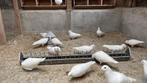 Witte postduiven te koop., Dieren en Toebehoren, Vogels | Duiven, Meerdere dieren, Postduif