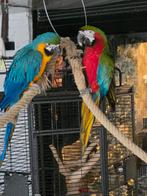 Harlekijn ara man, Mannelijk, Papegaai