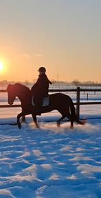 Lieve New Forest Ster merrie, Dieren en Toebehoren, Pony's, Merrie, Met stamboom, Dressuurpony, L