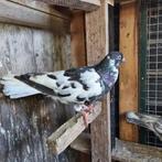 Duiven te koop vrouw, Dieren en Toebehoren, Vogels | Duiven, Vrouwelijk, Overige soorten