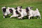 Mopshond pups te koop, Rabiës (hondsdolheid), 15 weken tot 1 jaar, Overige rassen, Buitenland