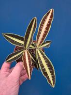 Labisia jabi Sunset p12, Ophalen of Verzenden, Halfschaduw, Minder dan 100 cm